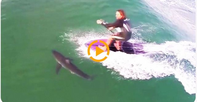 Paddleboarder Nearly Runs Over Shark | Close Call