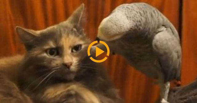 Parrot Annoys Cat