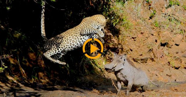  Leaping Leopard: Warthog Avoids Leopard Attack