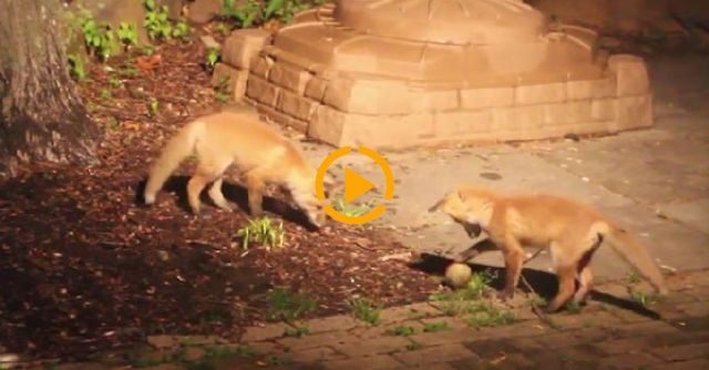 Fox Pups Playing With Dog's Ball