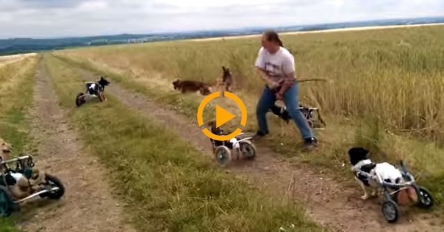 Dogs In Wheelcart Playing With A Stick