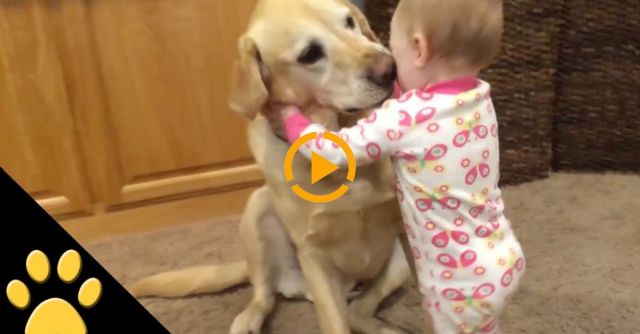 Cute Dogs And Adorable Babies