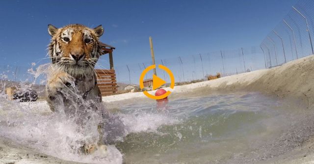 Rescued Tigers Swim For The First Time