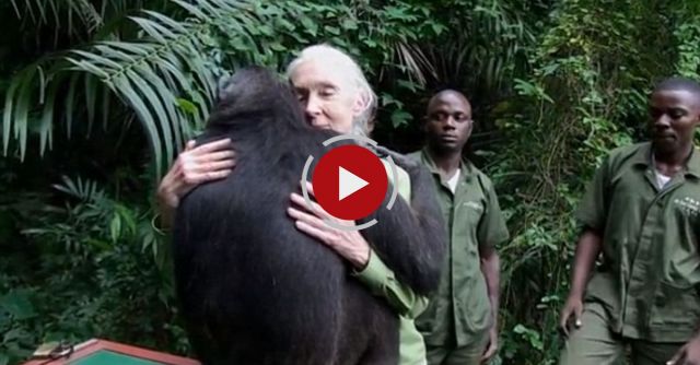 Jane Goodall Is Hugged By Rescued Chimp.Touching!