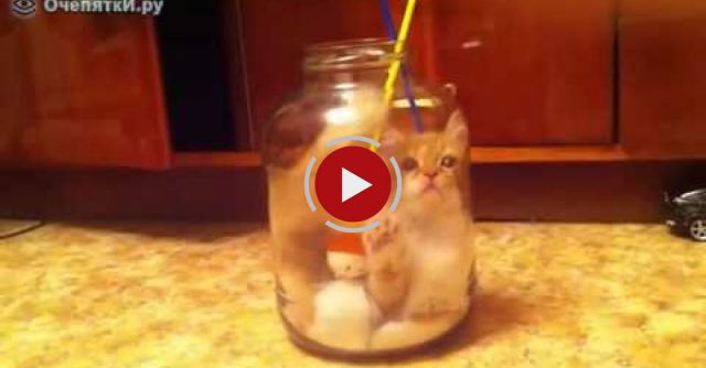 Kitten Falls Into A Jar