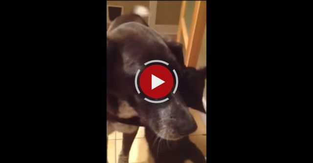 Cat Reunites With Dog After 10 Days Apart