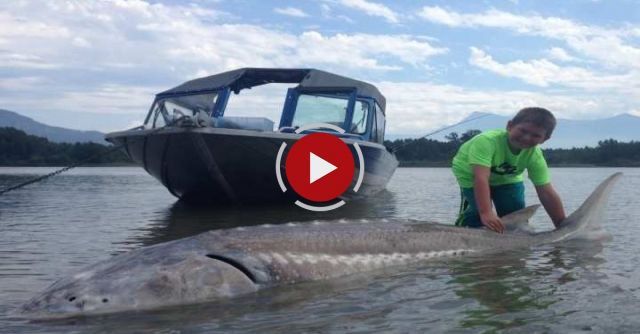 9yr Old Boy Hooks Giant White Sturgeon On The Fraser River