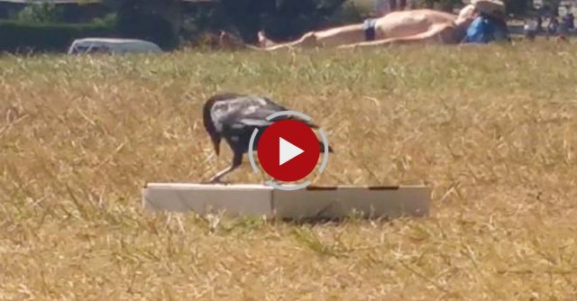 Crow Vs Pizza Box