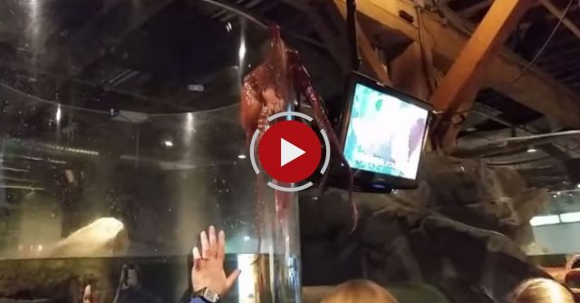 Octopus Tries To Escape Tank At Seattle Aquarium