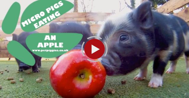 Micro Pig Babies Enjoying An Apple