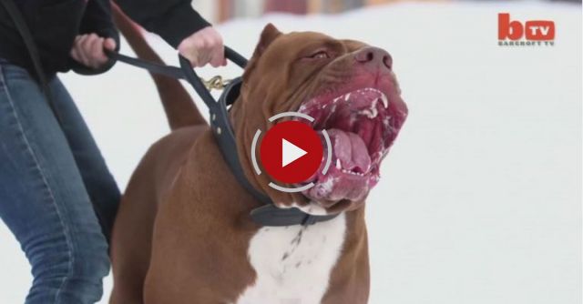 Meet 'Hulk': The Giant 175lb Family Pit Bull