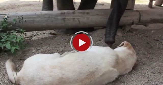 Baby Elephant Tries To Wake Up A Sleepy Dog 