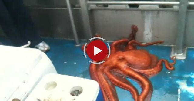 Octopus Houdini