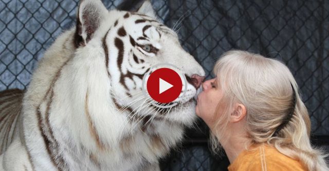 Woman Keeps Bengal Tigers In Her Garden