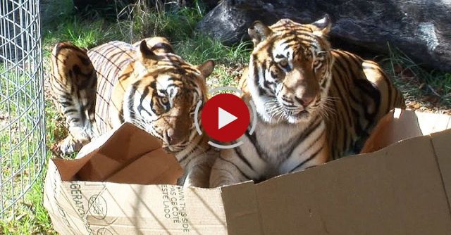 BIG CATS Like Boxes Too!