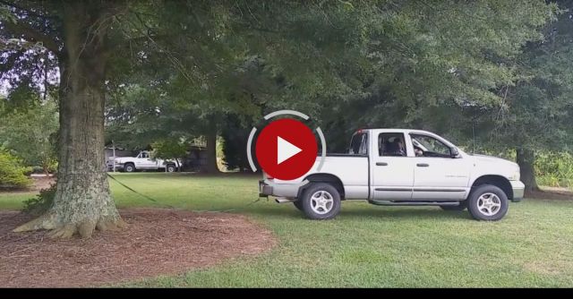 Truck Vs. Tree