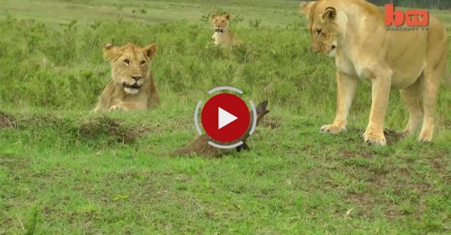 Lion Vs Mongoose: Mongoose Fends Off Four Lions