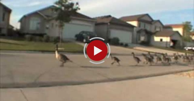 Geese Jogging Down The Road 