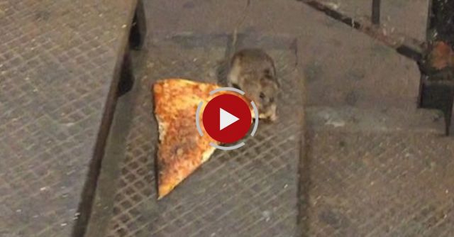 New York City Rat Taking Pizza Home On The Subway