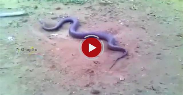 Snake Giving Birth To Babies 