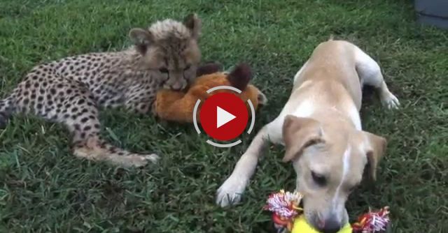 Kumbali And Kago, Cheetah Cub & Puppy Friendship