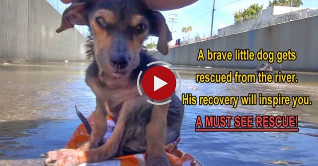 A Brave Little Dog Gets Rescued From The River. His Recovery Will Inspire You