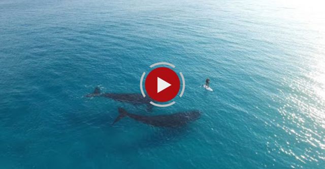 Paddle Boarding With Whales