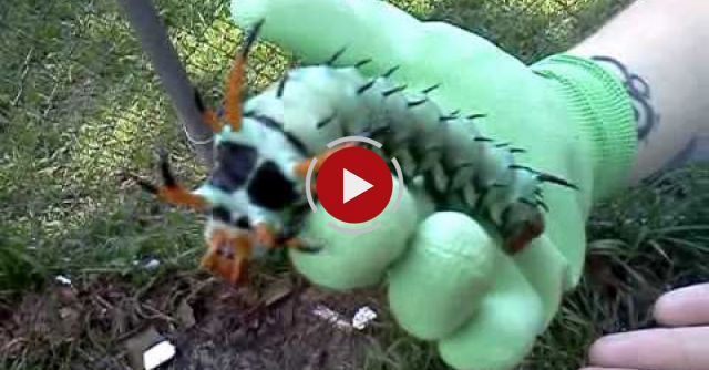 The Largest Caterpillar EVER