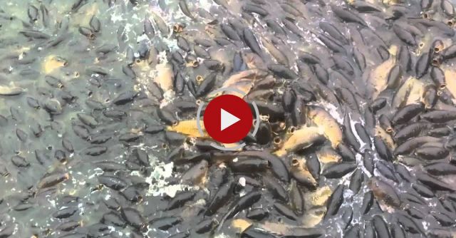 Where The Ducks Walk On The Fish Crazy Video Of Billons Of Fishes!!!! 