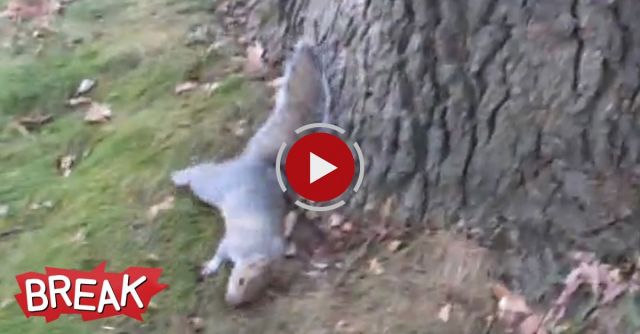 Drunk Squirrel Tries To Climb Tree