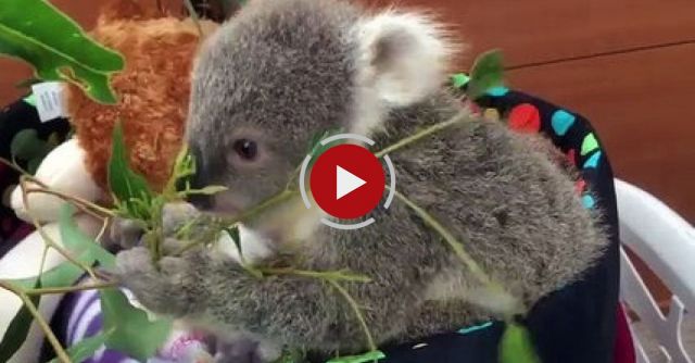 Koala Joey's Most Adorable Home Video Of All Time