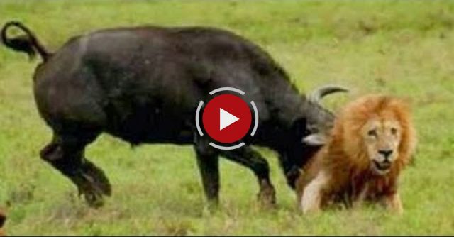 Group Of Buffalo Kills Lion