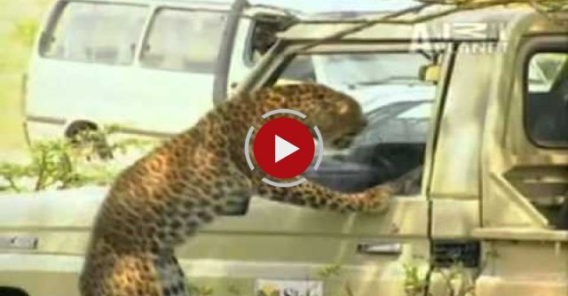 Never Poke A Leopard Dramatic Leopard Attack Not For Sensitive Viewers