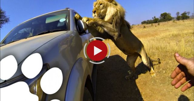 Lions Attack Car Full Of People