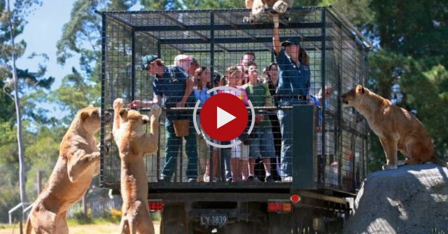 Tourists Locked In Cage For Close Encounter With Hungry Lions