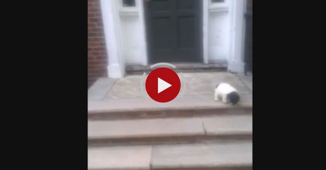 Puppy Afraid Of Stairs Finds A Better Way