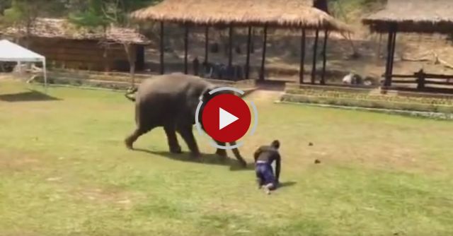 Elephant Comes To The Rescue