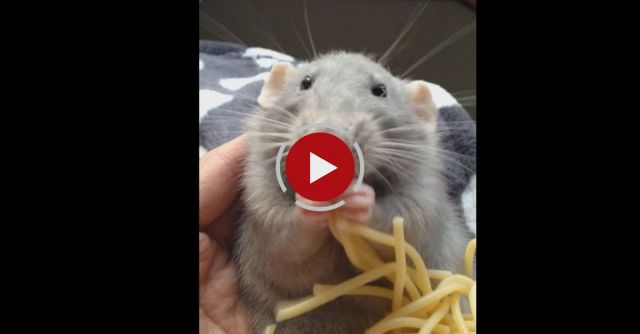 Baby Rat Eating Spaghetti