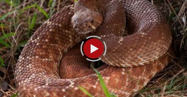 GoPro Falls Into Pit Of Rattlesnakes