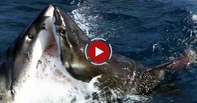 Shark Vs Shark: Giant Great White Attacks Another Great White