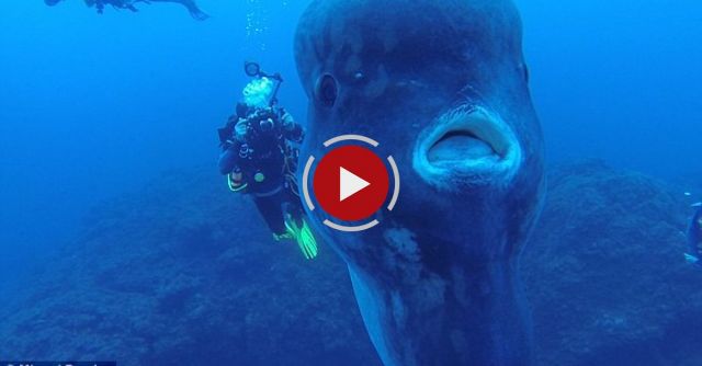 Divers Dwarfed By An Enormous Sunfish