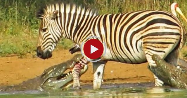 Zebra Escapes The Jaws Of 2 Crocodiles