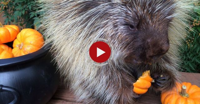 Teddy Bear The Porcupine's Halloween Feast