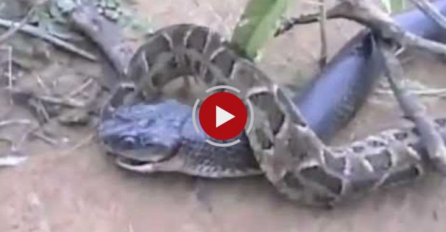 KING COBRA Vs  PYTHON SNAKE FIGHT .. SNAKE FIGHT INDIA