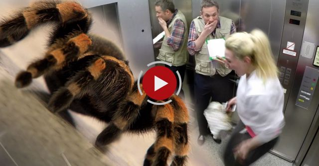 Elevator Spider Prank 