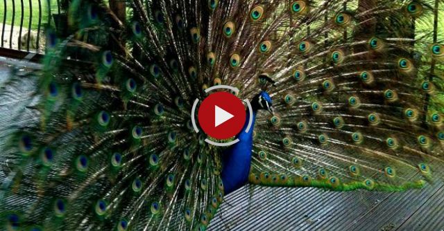 Peacock Attack