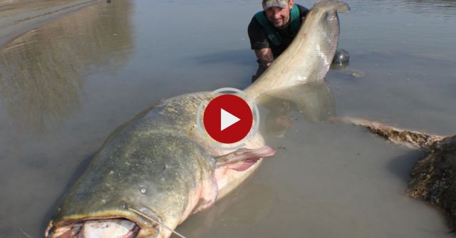 CATFISH: YURI GRISENDI FIGHT A MONSTER OVER 100 KG 