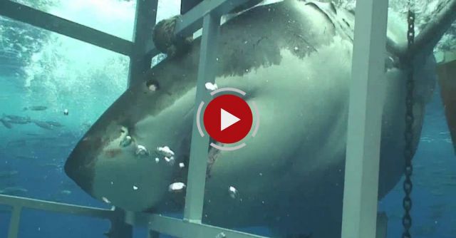 Great White Shark Chomping On My Cage Off Guadalupe Mexico