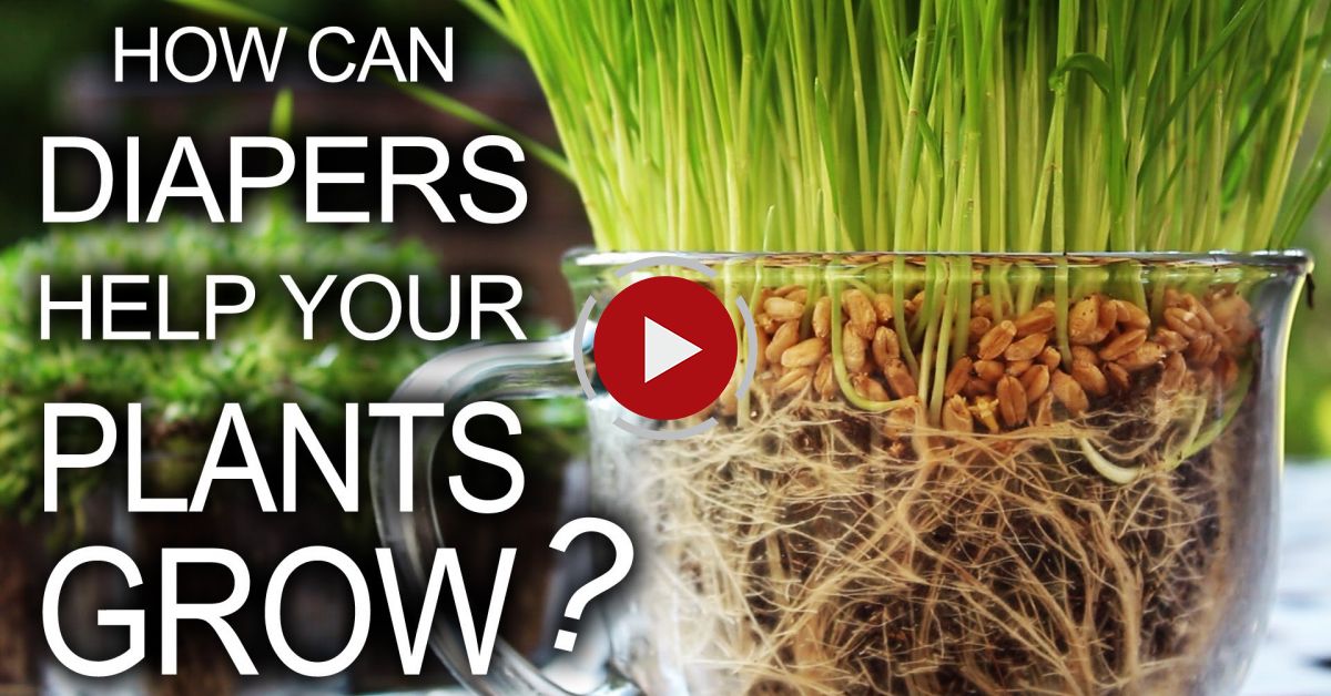 diapers-help-your-plants-grow-video-blog-evadeaz