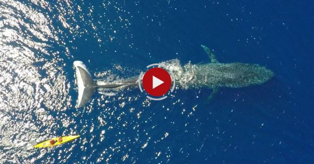 Blue Whale Drone Footage: Swimming With The World's Biggest Animal